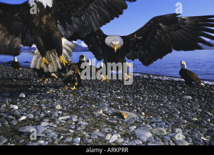 Weißkopf-Seeadler (Haliaetus Leucocephalus) im Februar, Alaska, USA, Nordamerika Stockfoto