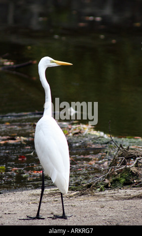 Großer Egret Stand in der Nähe Teich Stockfoto