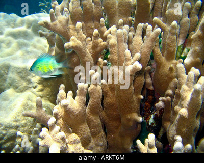 Fische und Korallen Unterwasser Tauchen Yap Island Stockfoto