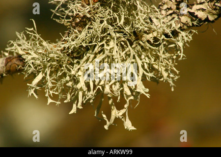Epiphytischen Flechten-Arten wachsen aus Ästen auf der Isle Of Skye schottischen highlands Stockfoto