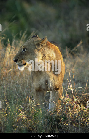 Löwe (Panthera Leo), Mala Mala Game Reserve, Sabi Sand Park, Südafrika, Afrika Stockfoto