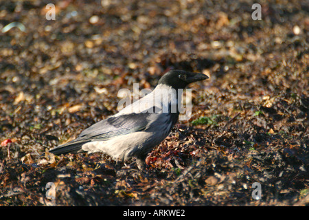 Mit Kapuze Krähe Corvus Cornix Isle Of Skye Schottland Stockfoto