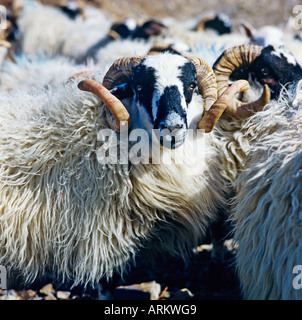 Schafe auf Skye Schottland UK EU Stockfoto