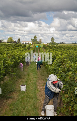 Wanderarbeitnehmer ernten Weintrauben Stockfoto