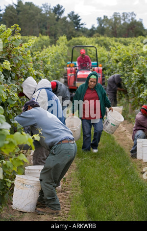 Wanderarbeitnehmer ernten Weintrauben Stockfoto