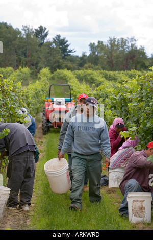 Wanderarbeitnehmer ernten Weintrauben Stockfoto