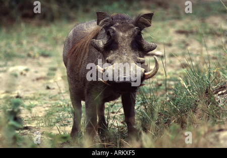 Männliche Warzenschwein Phacochoerus Africanus, Stockfoto