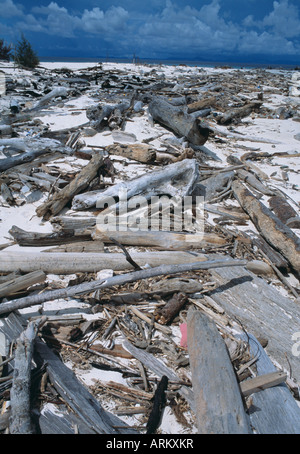 Treibholz am Strand, Sabah, Malaysia Stockfoto