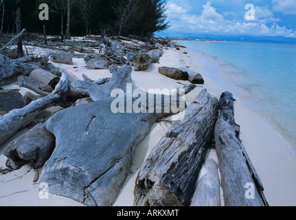 Treibholz am Strand, Sabah, Malaysia Stockfoto