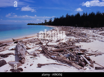 Treibholz am Strand, Sabah, Malaysia Stockfoto