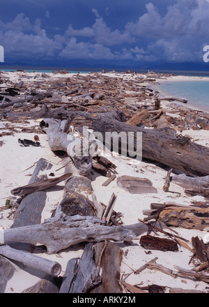 Treibholz am Strand, Sabah, Malaysia Stockfoto