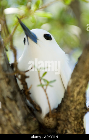 Weiße Seeschwalbe, Bird Island, Tikehau, Tuamotu-Archipel, Französisch-Polynesien, Pazifische Inseln, Pazifik Stockfoto