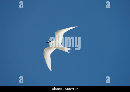 Weiße Seeschwalbe, Bird Island, Tikehau, Tuamotu-Archipel, Französisch-Polynesien, Pazifische Inseln, Pazifik Stockfoto