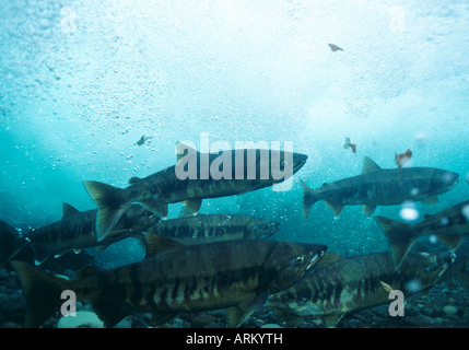 Lachs (Oncorhynchus Keta), Hokkaido, Japan Stockfoto