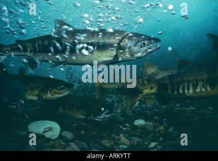 Lachs (Oncorhynchus Keta), Hokkaido, Japan Stockfoto