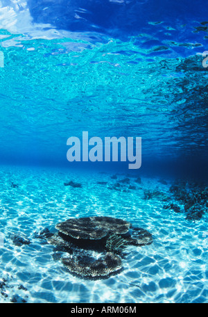 Blick aus dem Wasser, Ost-Malaysia Stockfoto