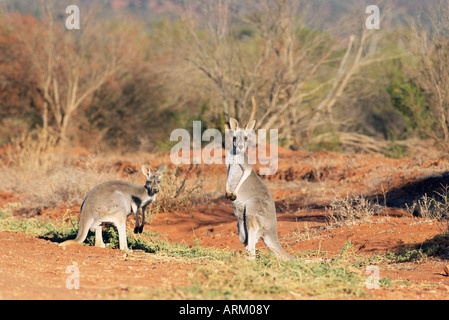 Zwei roten Riesenkängurus, Macropus Rufus, Mootwingee Nationalpark, New South.Wales, Australien, Pazifik Stockfoto