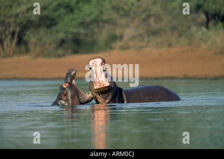 Gemeinsamen Flusspferde, Hippopotamus Amphibius, zwei junge Männer, sparring, Krüger Nationalpark, Südafrika, Afrika Stockfoto