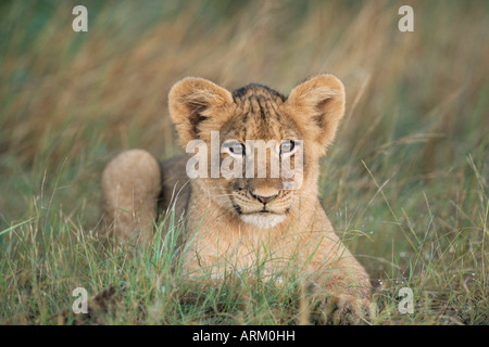 Löwenjunges, Panthera Leo, etwa zwei bis drei Monate alt, Krüger Nationalpark, Südafrika, Afrika Stockfoto