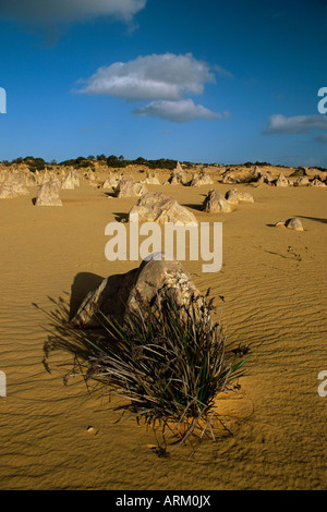 Kalksteinsäulen im Pinnacles Desert, Nambung National Park, Western Australia, Australien, Pazifik Stockfoto