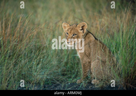 Löwenjunges, Panthera Leo, etwa zwei bis drei Monate alt, Krüger Nationalpark, Südafrika, Afrika Stockfoto