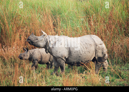 Ein-gehörnte Panzernashorn (Rhino), Rhinoceros Unicornis mit Kalb, Kaziranga Nationalpark, Assam, Indien, Asien Stockfoto