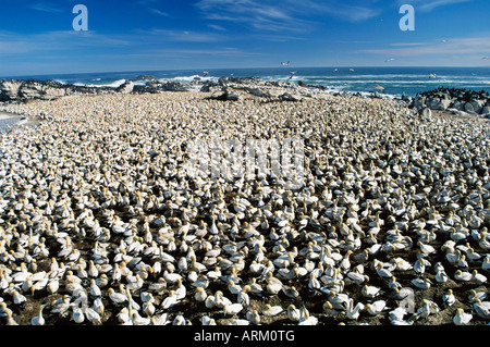 Kap-Tölpel, Sula Capensis, Kolonie, Lamberts Bay, Western Cape, Südafrika, Afrika Stockfoto