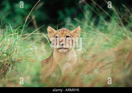 Löwenjunges, Panthera Leo, etwa zwei bis drei Monate alt, Krüger Nationalpark, Südafrika, Afrika Stockfoto