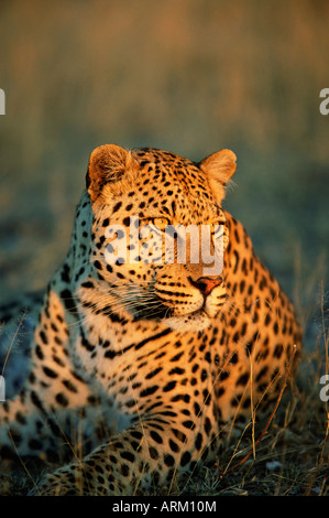 Männliche Leoparden Panthera Pardus, in Gefangenschaft, Namibia, Afrika Stockfoto