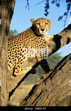 Gepard, Acinonyx Jubartus, sitzt im Baum, in Gefangenschaft, Namibia, Afrika Stockfoto