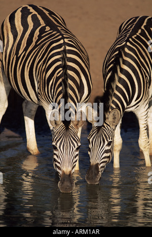 Zwei Burchell-Zebra (Equus Burchelli) trinken, Mkhuze Wildreservat, Südafrika, Afrika Stockfoto