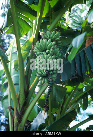 Bananen auf dem Baum, Phuket, Thailand Stockfoto