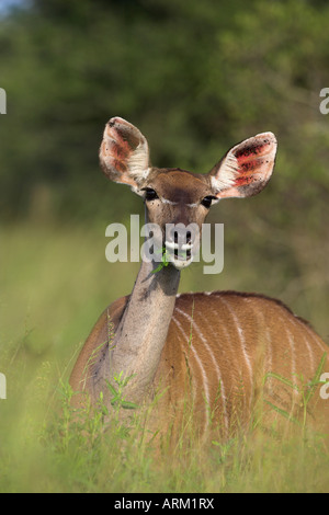 Große Kudu (Tragelaphus Strepsiceros), Weiblich, Krüger Nationalpark, Südafrika, Afrika Stockfoto