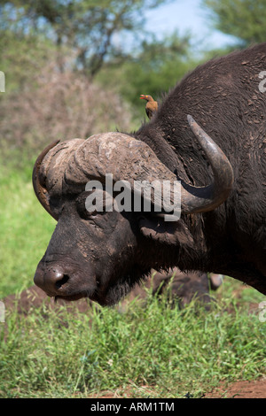 Kaffernbüffel (Syncerus Caffer), mit Redbilled Oxpecker, Krüger Nationalpark, Südafrika, Afrika Stockfoto