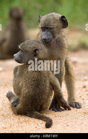 Junge Chacma Paviane (Papio Cynocephalus Ursinus) spielen, Kruger National Park, Mpumalanga, Südafrika, Afrika Stockfoto