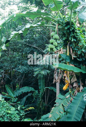 Bananen auf dem Baum, Thailand Stockfoto