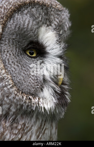 Portrait von ein Bartkauz (Strix Nebulosa), Gefangenschaft, Großbritannien, Europa Stockfoto