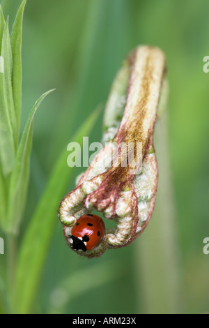 Sieben-Punkt-Marienkäfer (Coccinella Septempunctata), Lancashire, England, Vereinigtes Königreich, Europa Stockfoto
