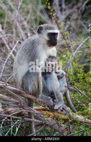 Vervet Affen (grüne Aethiops), mit Baby, Krüger Nationalpark, Südafrika, Afrika Stockfoto