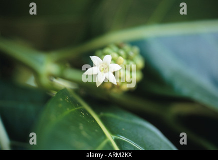 Noni-Baum (Morinda Citrifolia), Ost-Malaysia, Borneo Stockfoto