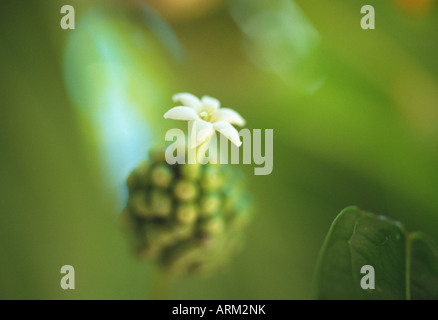 Noni Blume (Morinda Citrifolia), Ost-Malaysia Stockfoto