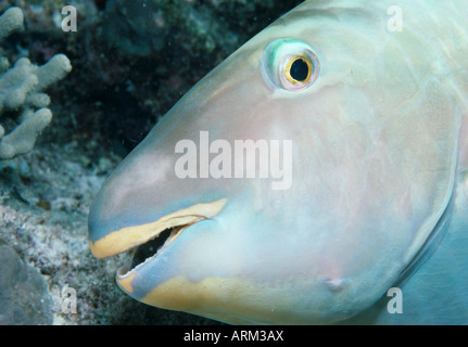 Whitespotted Parrotfish(Calotomus Japonicus) Stockfoto