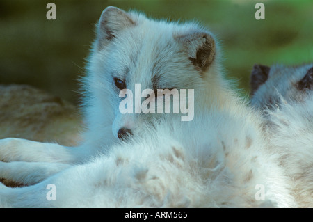 Arctic fox Alopex lagopus  in winter Stockfoto