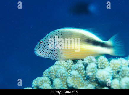 Blacksided Hawkfish (Paracirrhites Forsteri), Saipan, Marianas Stockfoto