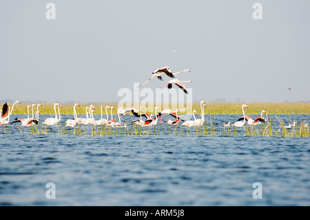 RAJ101173 Flamingo Vögel fliegen Nalsarovar Vogelschutzgebiet Gujarat Indien Stockfoto