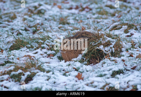 Feldhase Lepus europeaesus im Winter Schnee fallen Stockfoto