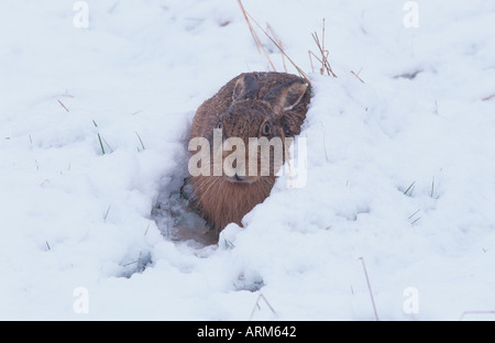 Feldhase Lepus europeaesus im Winter Schnee fallen Stockfoto