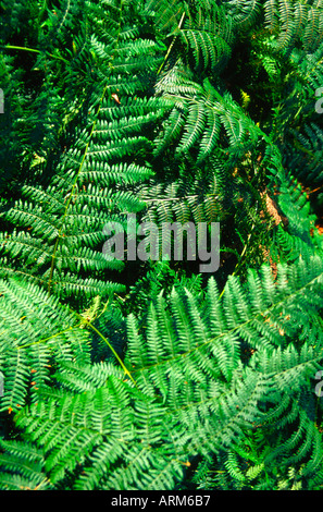 Bracken-Blätter nach unten Pteridium aquilinum Stockfoto