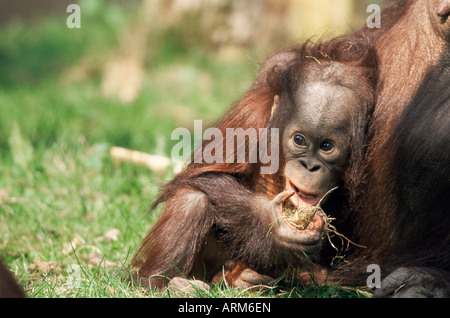 Junger Orang Utan (Pongo Pygmaeus), in Gefangenschaft, Apenheul Zoo, Niederlande (Holland), Europa Stockfoto