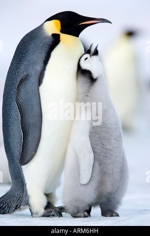 Kaiserpinguin-Küken und Erwachsenen (Aptenodytes Forsteri), Snow Hill Island, Weddellmeer, Antarktis, Polarregionen Stockfoto